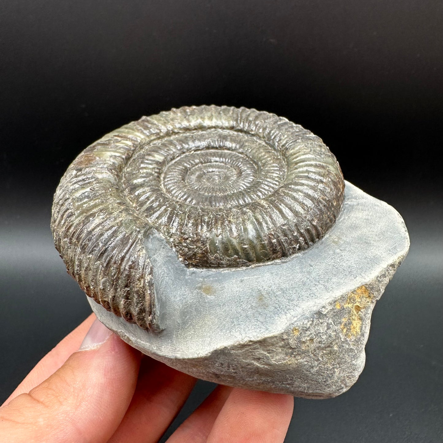 Dactylioceras Ammonite Fossil With Box And Stand - Whitby, North Yorkshire Jurassic Coast Yorkshire Fossils