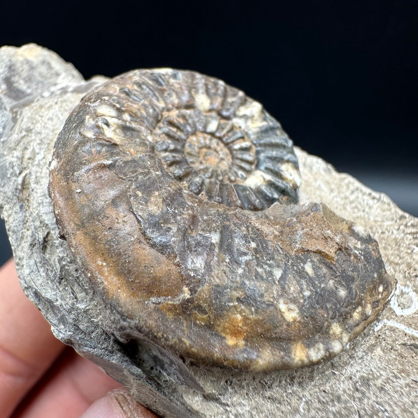 Amaltheus subnodosus Ammonite fossil with box and stand - Whitby, North Yorkshire Jurassic Coast Yorkshire Fossils