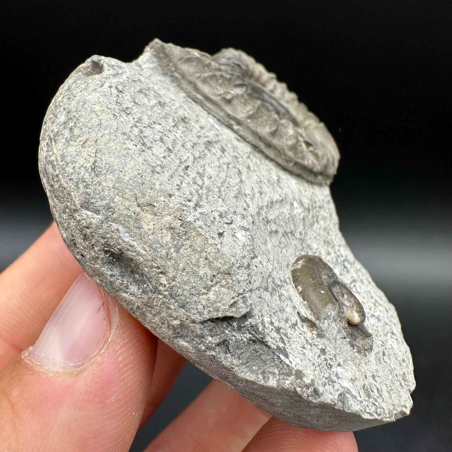 Arnioceras ammonite shell fossil with box and stand - Whitby, North Yorkshire Jurassic Coast Yorkshire Fossils