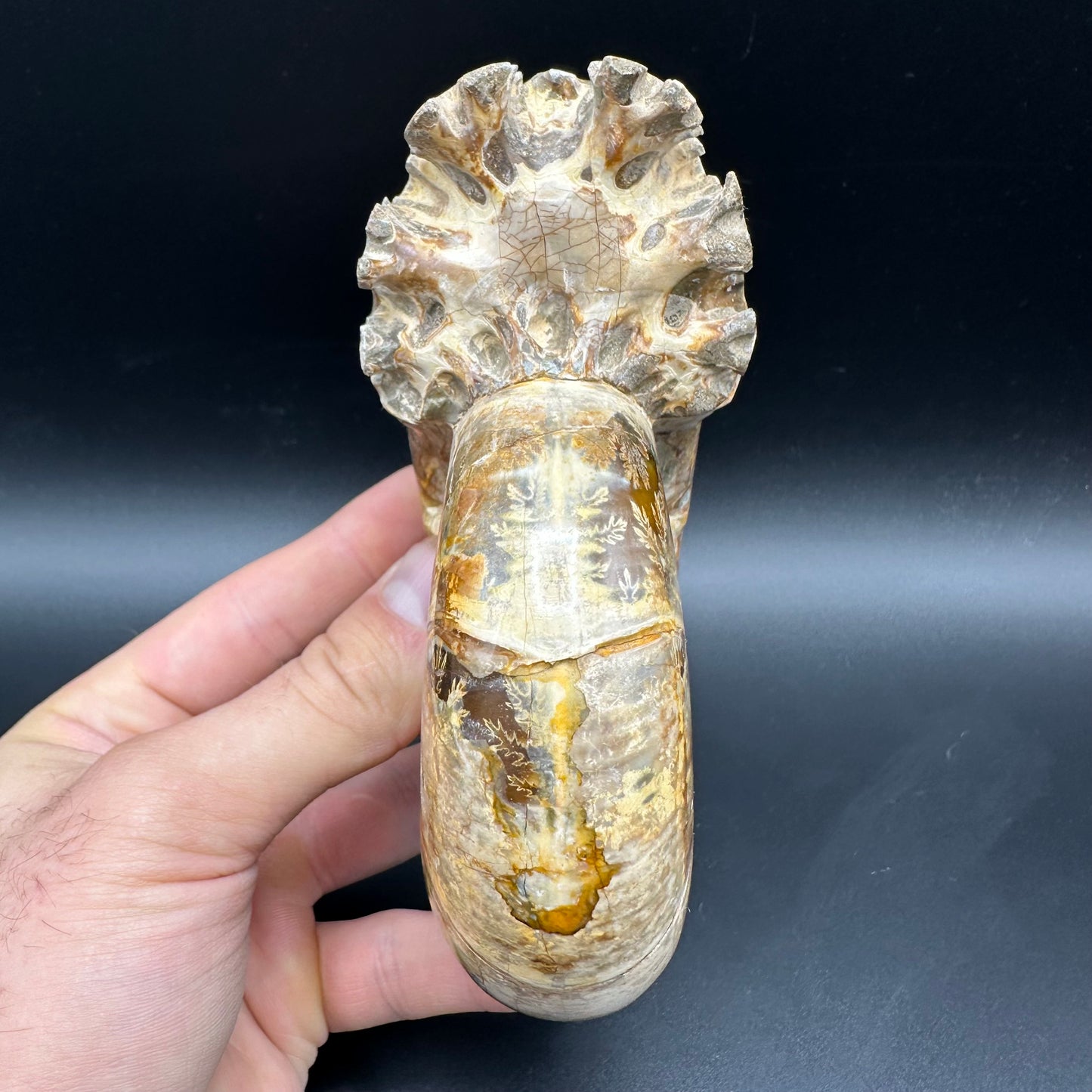 Puzosia Ammonite Fossil With Stand - Cretaceous Ammonite Madagascar