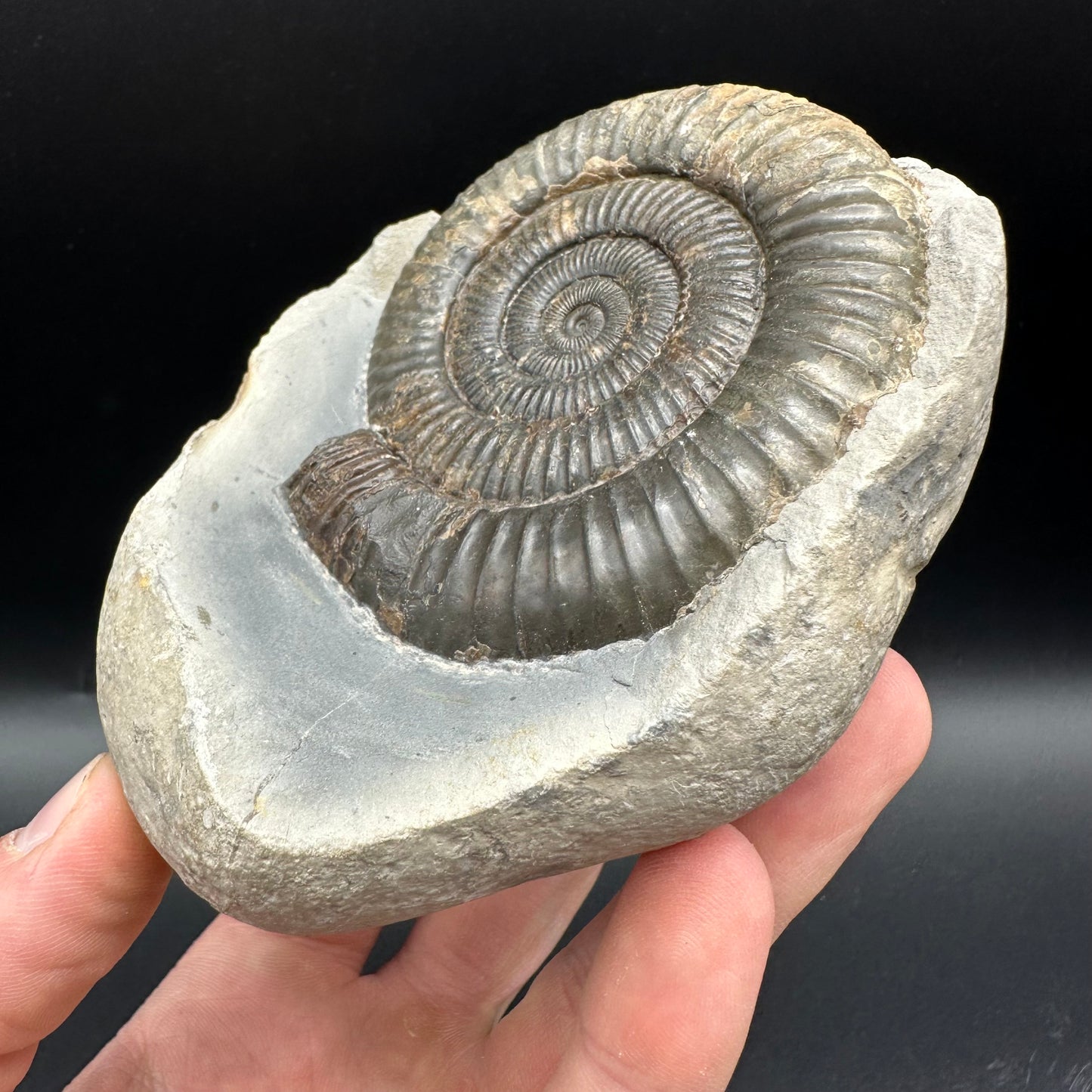 Dactylioceras Ammonite nodule (split pair) Fossil With Stand - Whitby, North Yorkshire Jurassic Coast Yorkshire Fossils