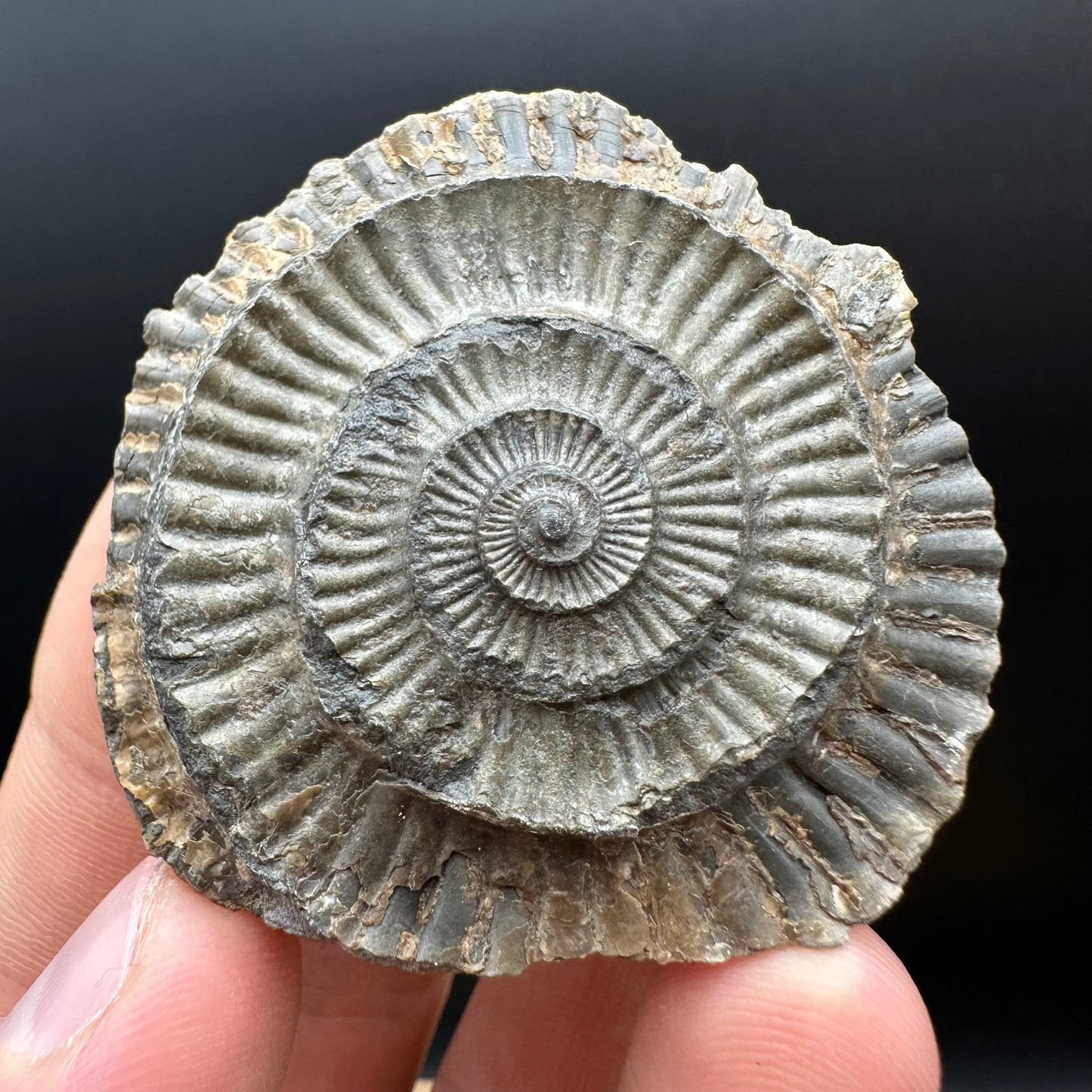 Dactylioceras Ammonite nodule (split pair) Fossil With Box And Stand - Whitby, North Yorkshire Jurassic Coast Yorkshire Fossils