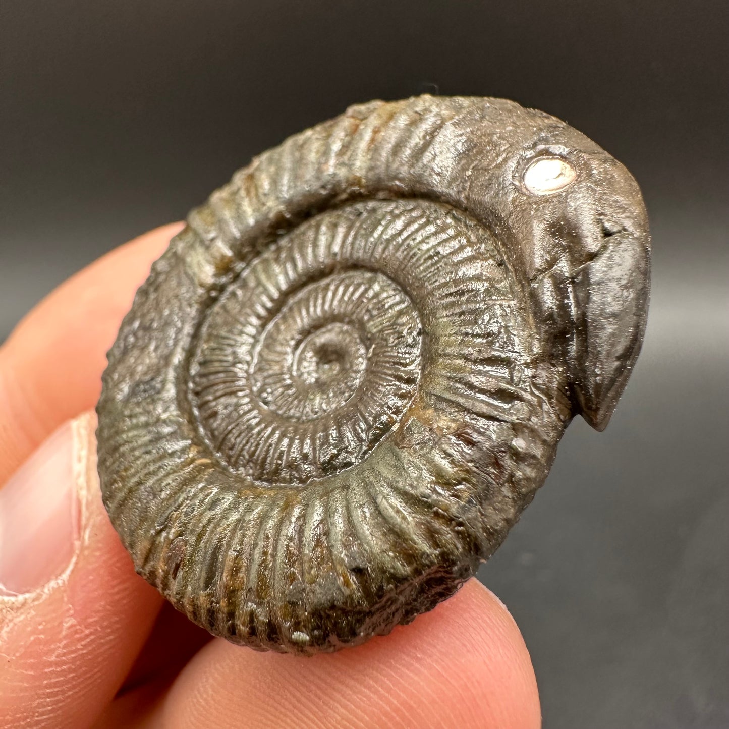 Snakestone Ammonite Fossil With Bag/Box And Stand - Whitby, North Yorkshire Jurassic Coast Yorkshire Fossils