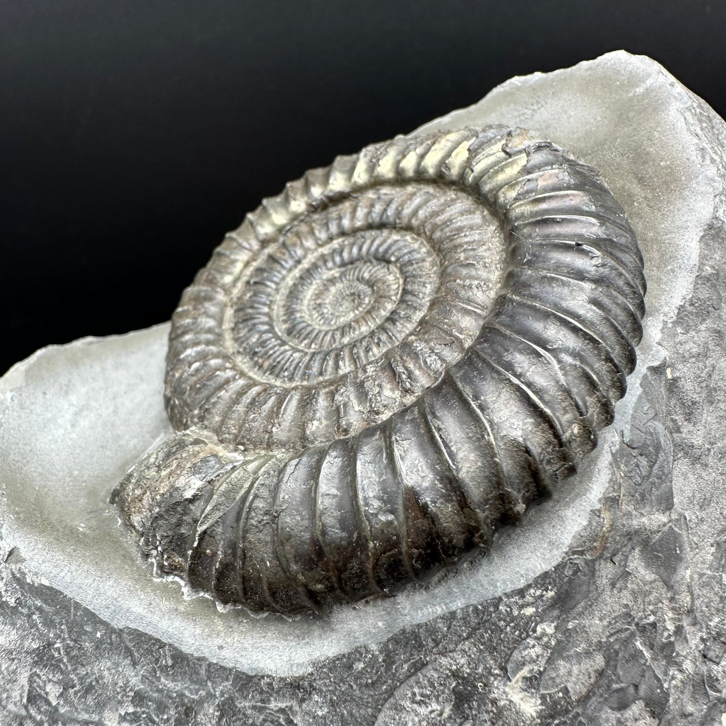 Dactylioceras Ammonite Fossil With Stand - Whitby, North Yorkshire Jurassic Coast Yorkshire Fossils