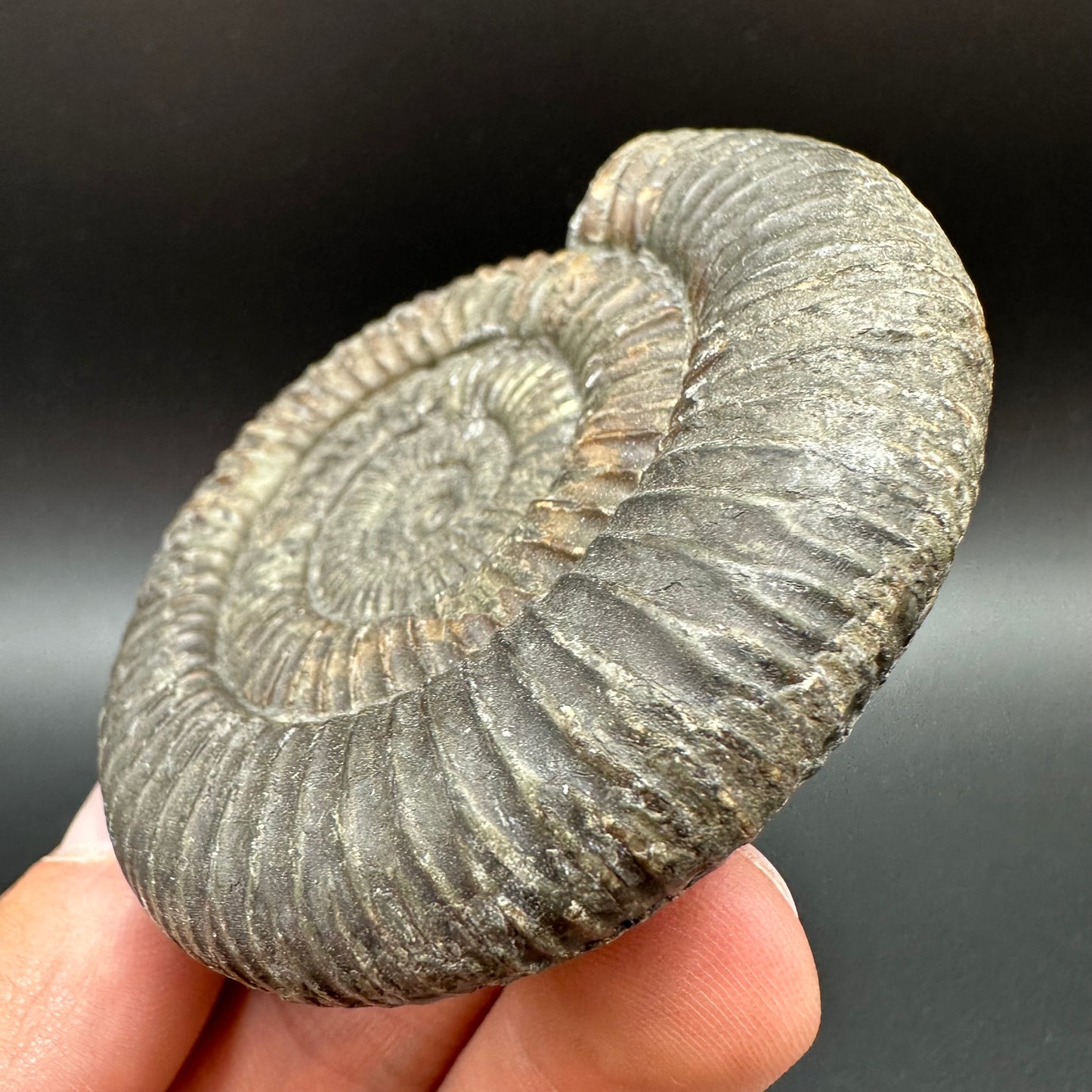 Dactylioceras Ammonite Fossil With Box And Stand - Whitby, North Yorkshire Jurassic Coast Yorkshire Fossils