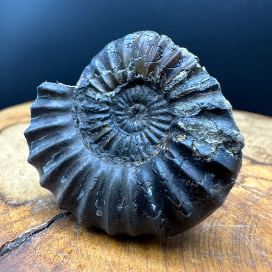 Aegasteroceras sagittarium ammonite fossil with box and stand - Whitby, North Yorkshire Jurassic Coast Yorkshire Fossils