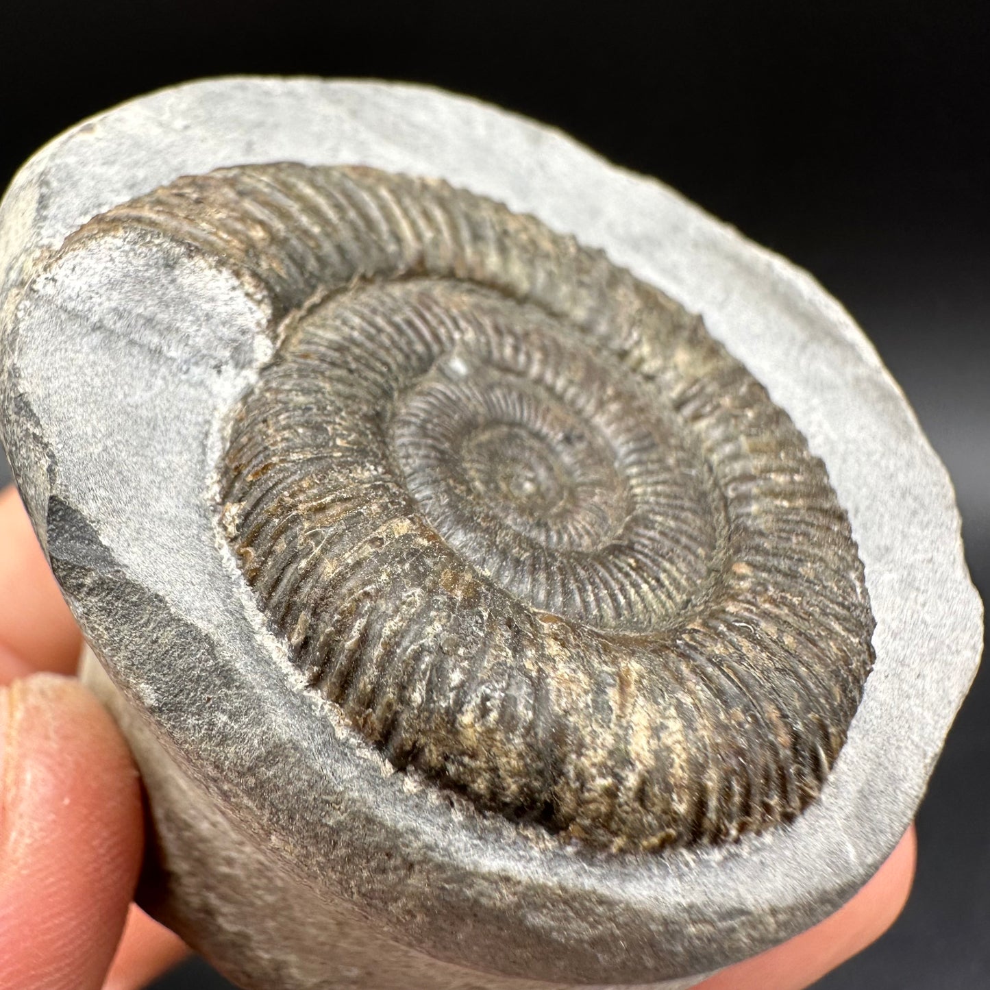 Dactylioceras Ammonite Fossil With Box And Stand - Whitby, North Yorkshire Jurassic Coast Yorkshire Fossils