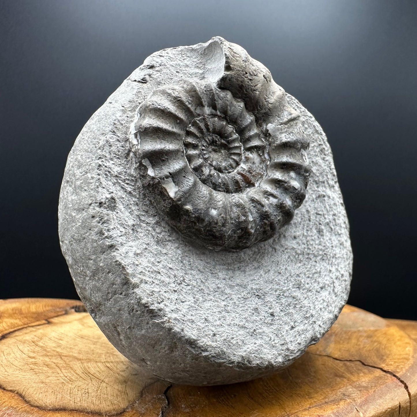 Androgynoceras maculatum ammonite fossil with box and stand - Whitby, North Yorkshire Jurassic Coast Yorkshire Fossils