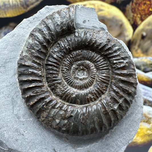 Dactylioceras ammonite fossil - Whitby, North Yorkshire Jurassic Coast
