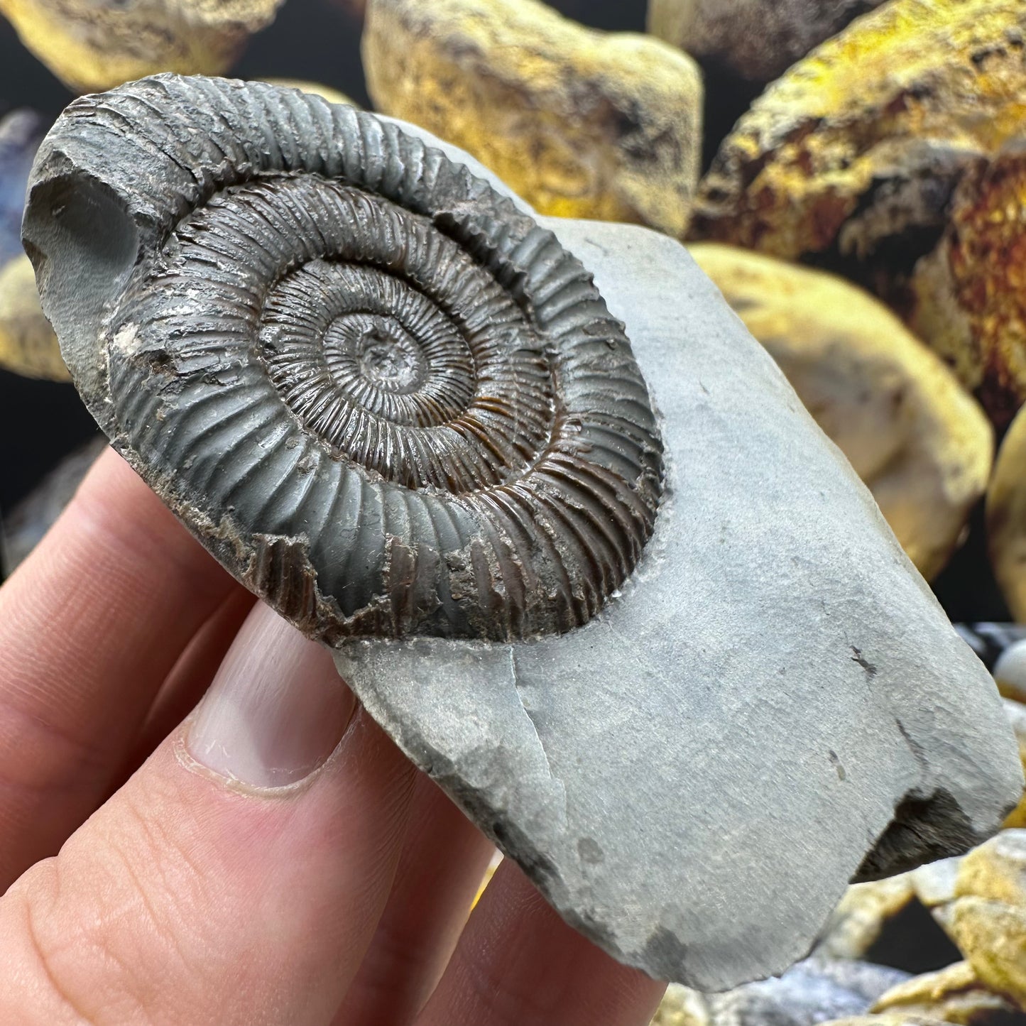 Dactylioceras ammonite fossil - Whitby, North Yorkshire Jurassic Coast Yorkshire Fossils