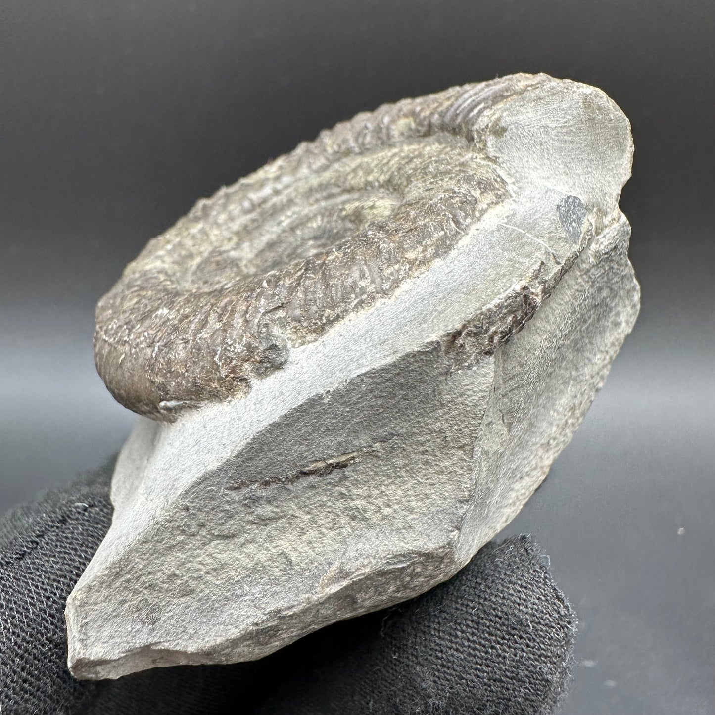 Dactylioceras Ammonite Fossil With Box And Stand - Whitby, North Yorkshire Jurassic Coast Yorkshire Fossils