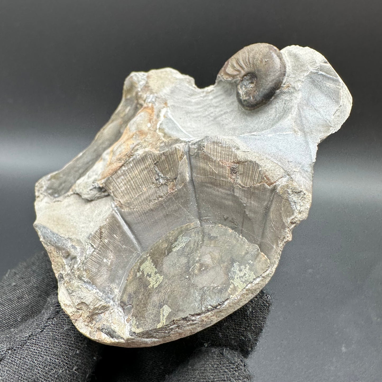 Amaltheus striatus ammonite fossil with box and stand - Whitby, North Yorkshire Jurassic Coast Yorkshire Fossils