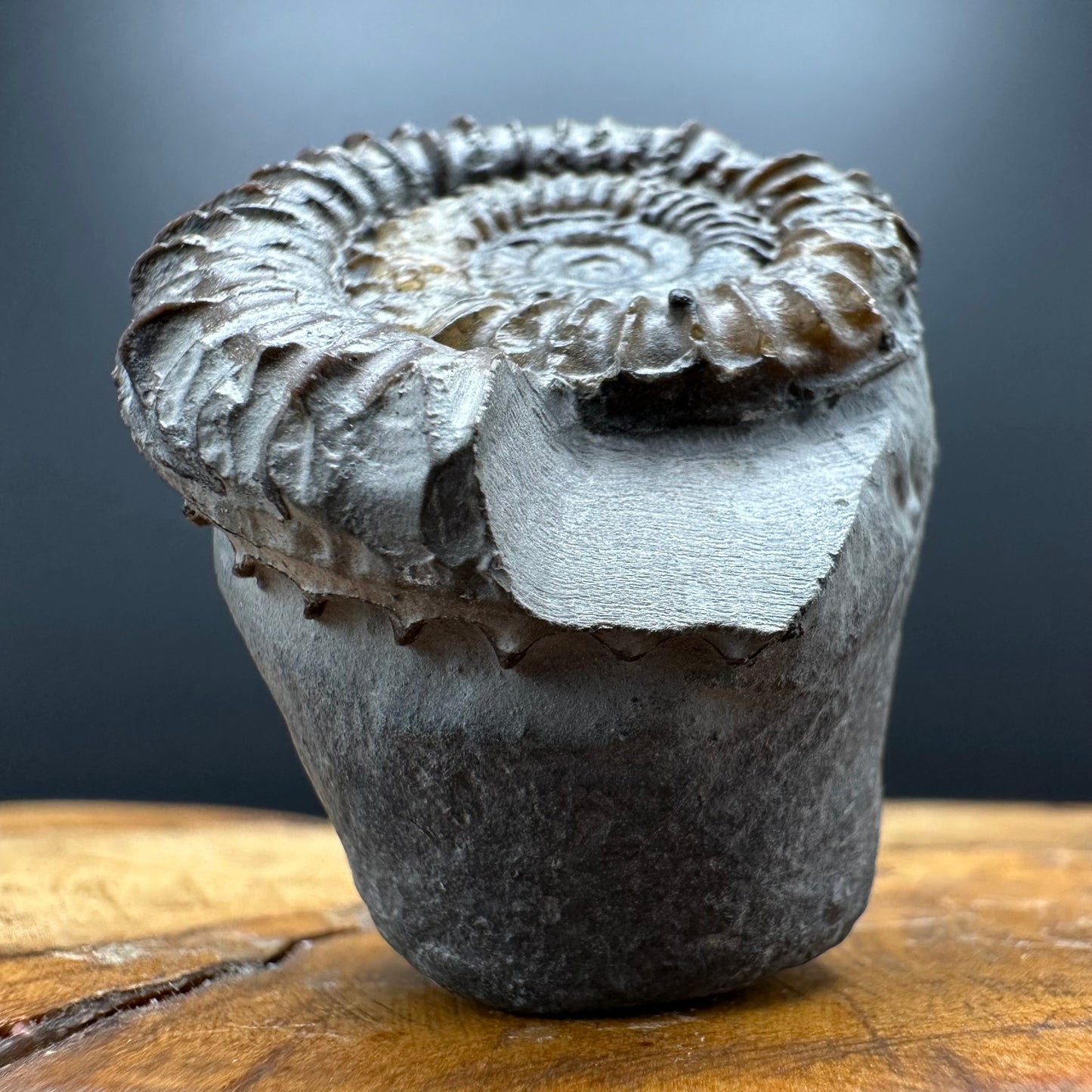 Arnioceras ammonite shell fossil with box and stand - Whitby, North Yorkshire Jurassic Coast Yorkshire Fossils