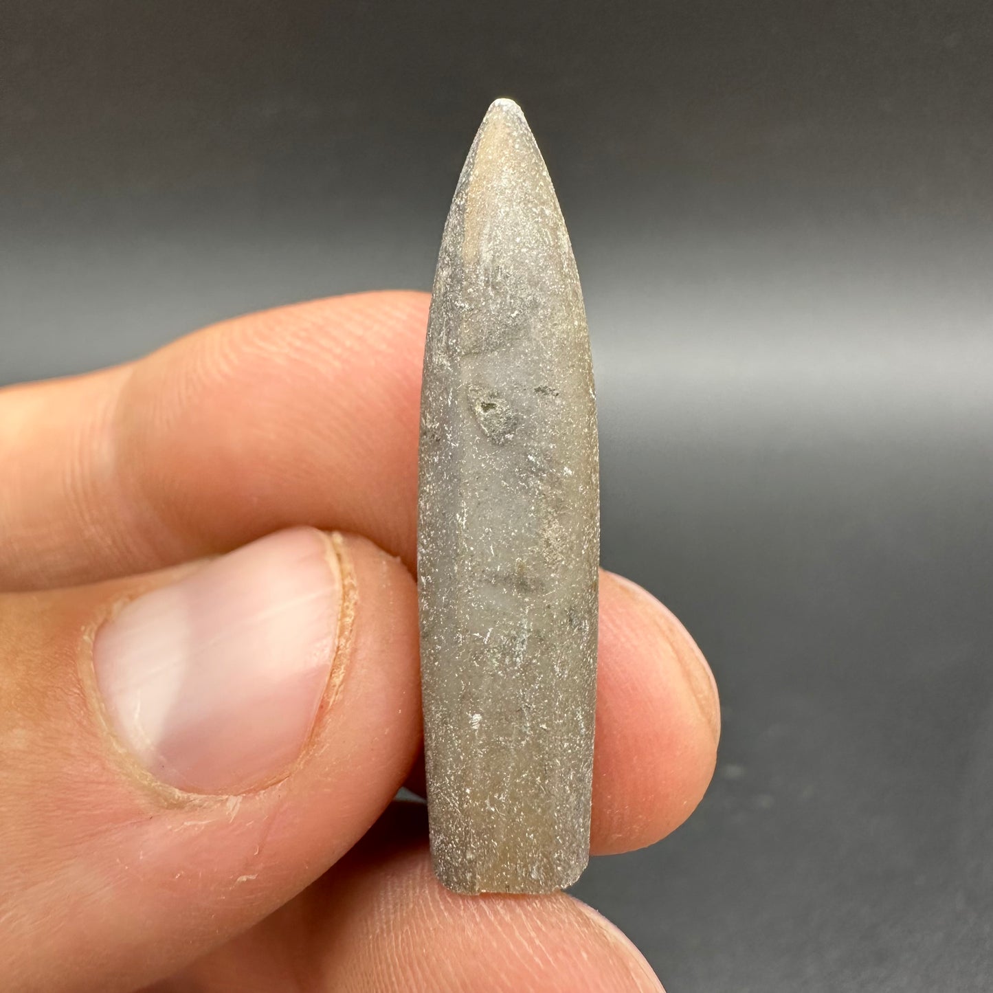 Belemnite (Fossil Squid) shell fossil - Whitby, North Yorkshire Jurassic Coast Yorkshire Fossils