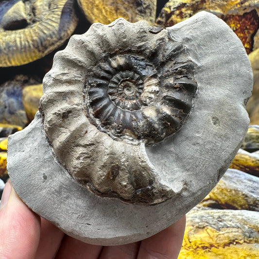 Androgynoceras maculatum ammonite fossil - Whitby, North Yorkshire Jurassic Coast Yorkshire Fossils