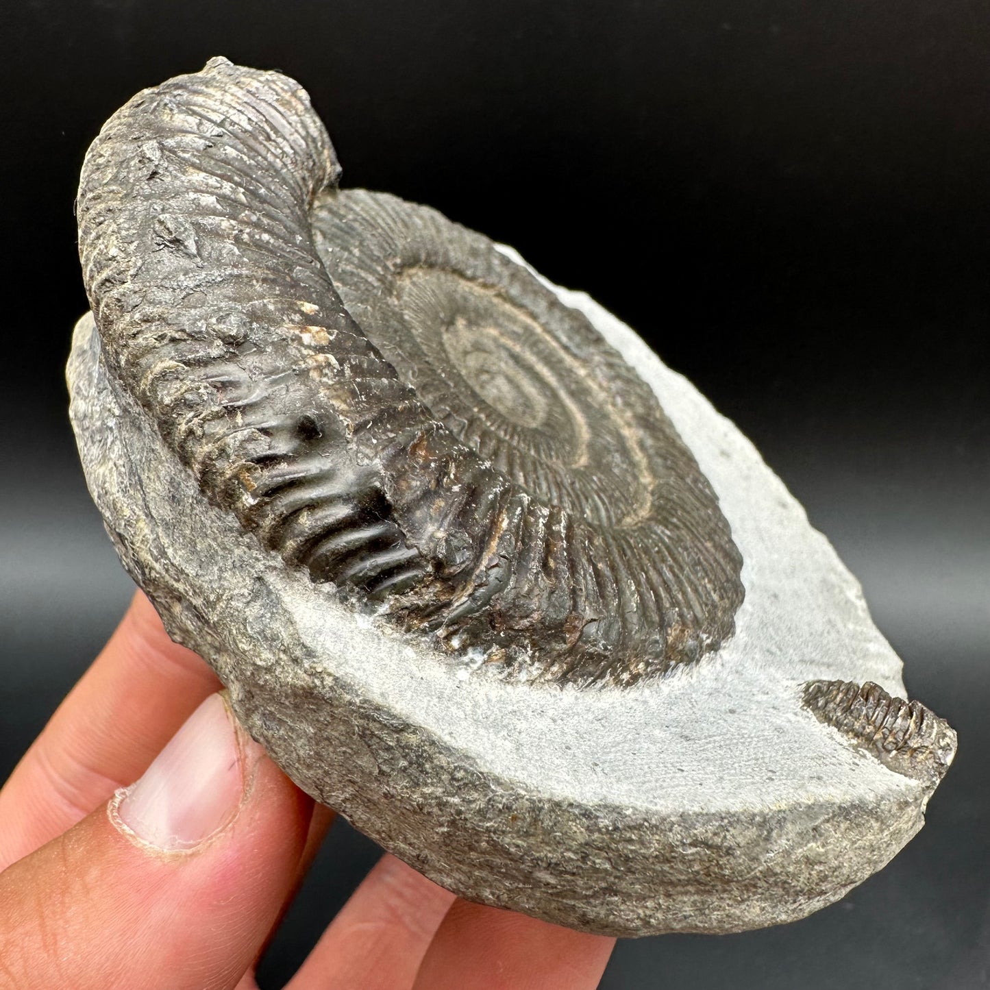 Peronoceras turriculatum Ammonite fossil with box and stand - Whitby, North Yorkshire Jurassic Coast, Yorkshire fossils