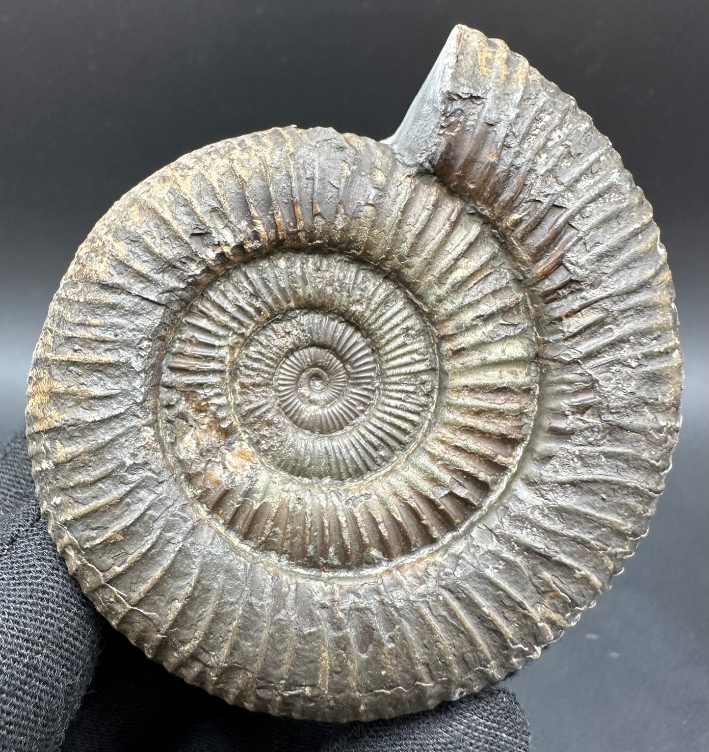 Dactylioceras Ammonite Fossil With Box And Stand - Whitby, North Yorkshire Jurassic Coast Yorkshire Fossils