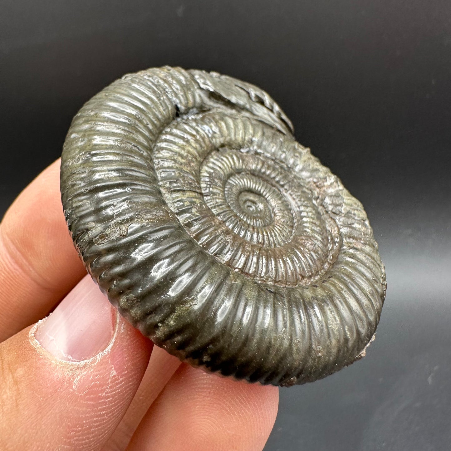 Snakestone Ammonite Fossil With Bag/Box And Stand - Whitby, North Yorkshire Jurassic Coast Yorkshire Fossils