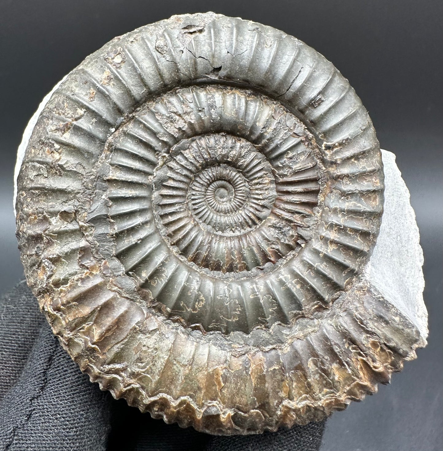 Dactylioceras Ammonite Fossil With Box And Stand - Whitby, North Yorkshire Jurassic Coast Yorkshire Fossils