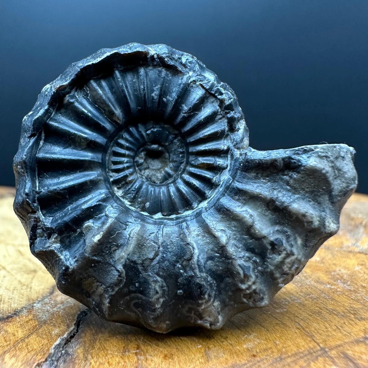 Aegasteroceras sagittarium ammonite fossil with box and stand - Whitby, North Yorkshire Jurassic Coast Yorkshire Fossils