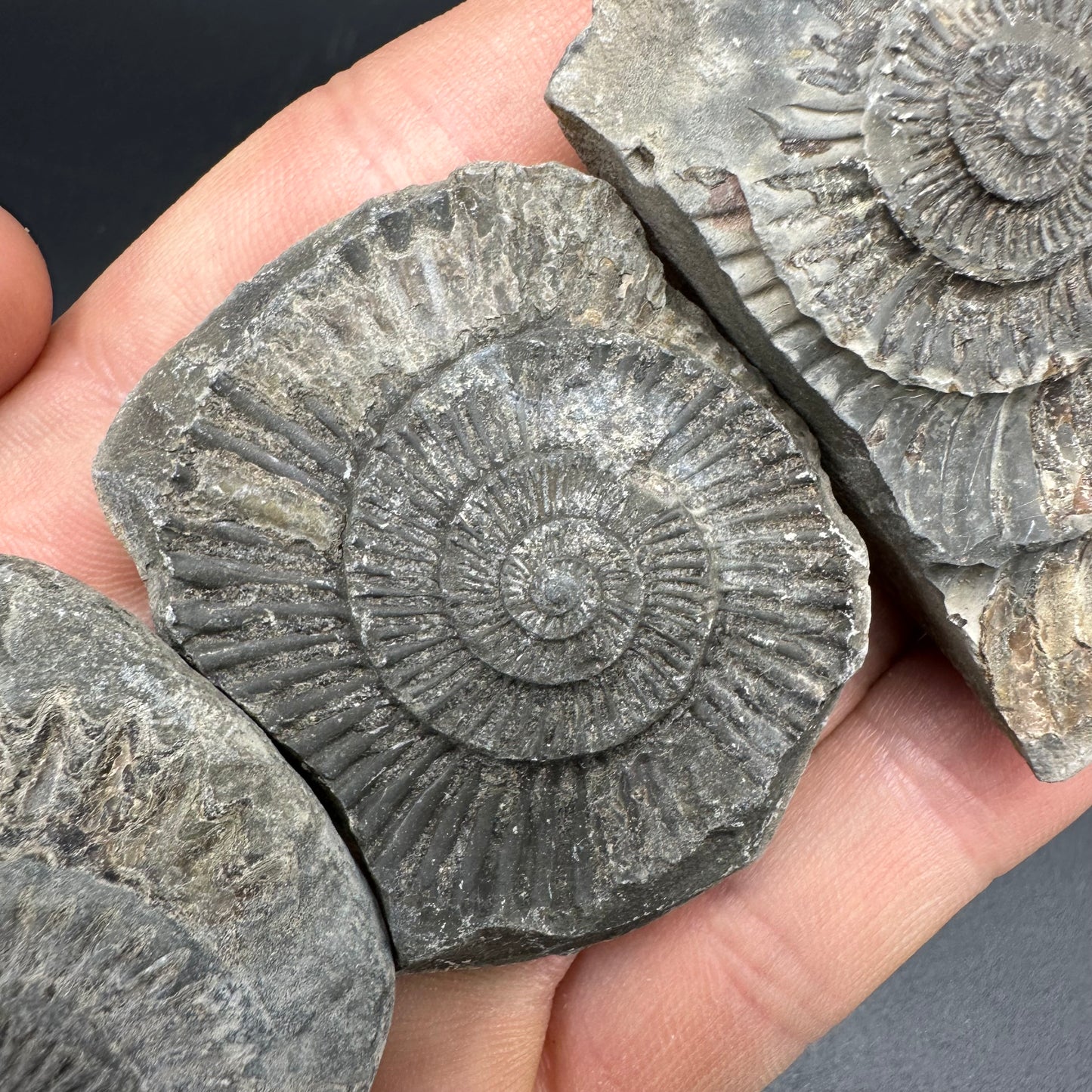 Dactylioceras imprint (negative) bundle ammonite shell fossil with box - Whitby, North Yorkshire, Yorkshire Fossils