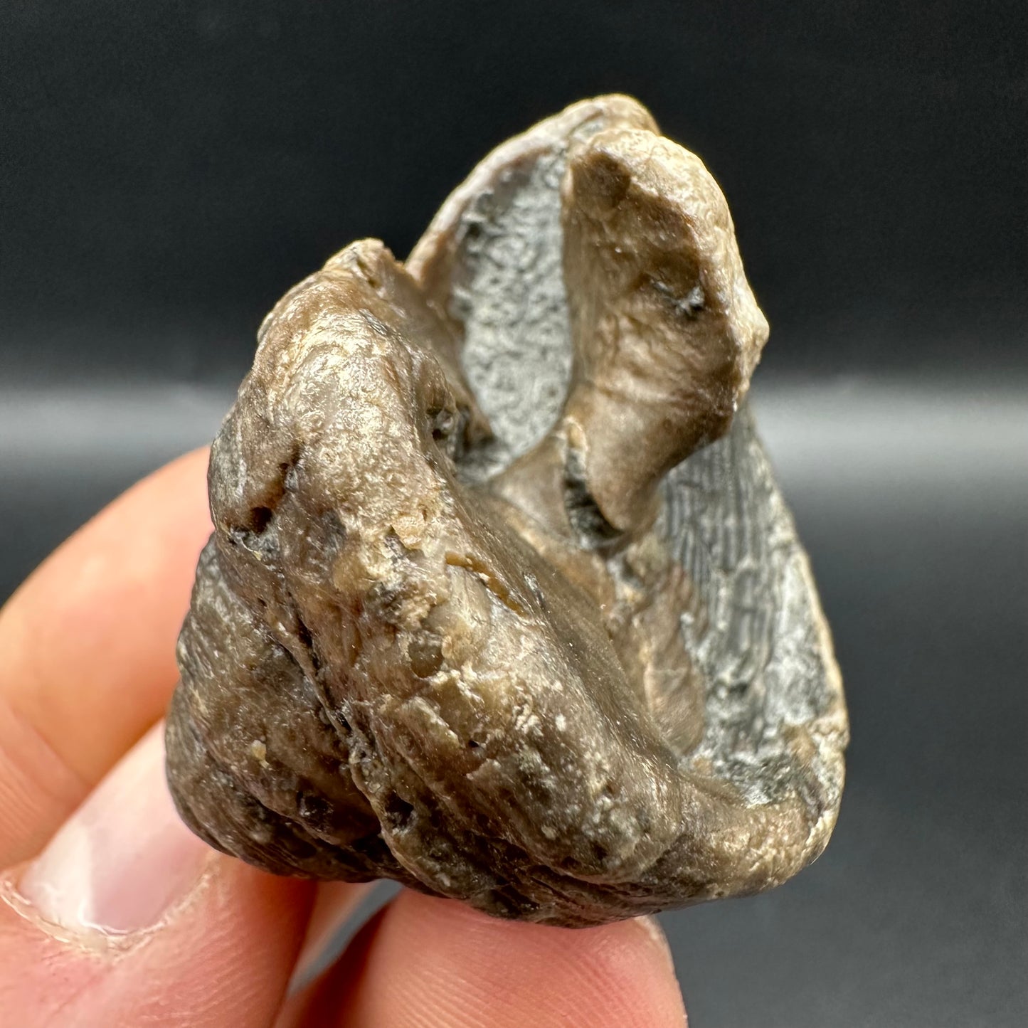 Gastropod Shell Fossil With Box And Stand - Whitby, North Yorkshire, Jurassic Coast, Yorkshire Fossils