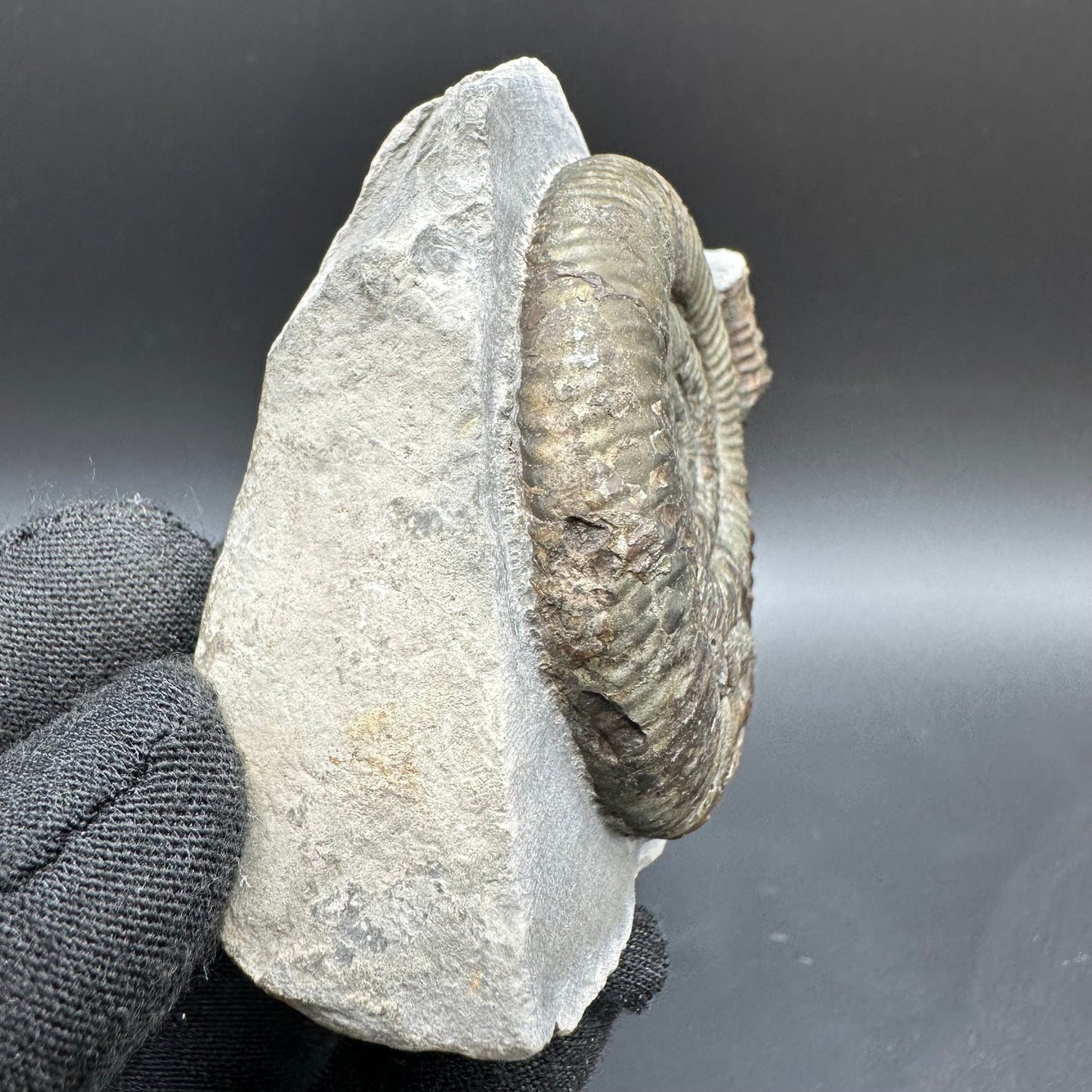 Dactylioceras Ammonite Fossil With Box And Stand - Whitby, North Yorkshire Jurassic Coast Yorkshire Fossils