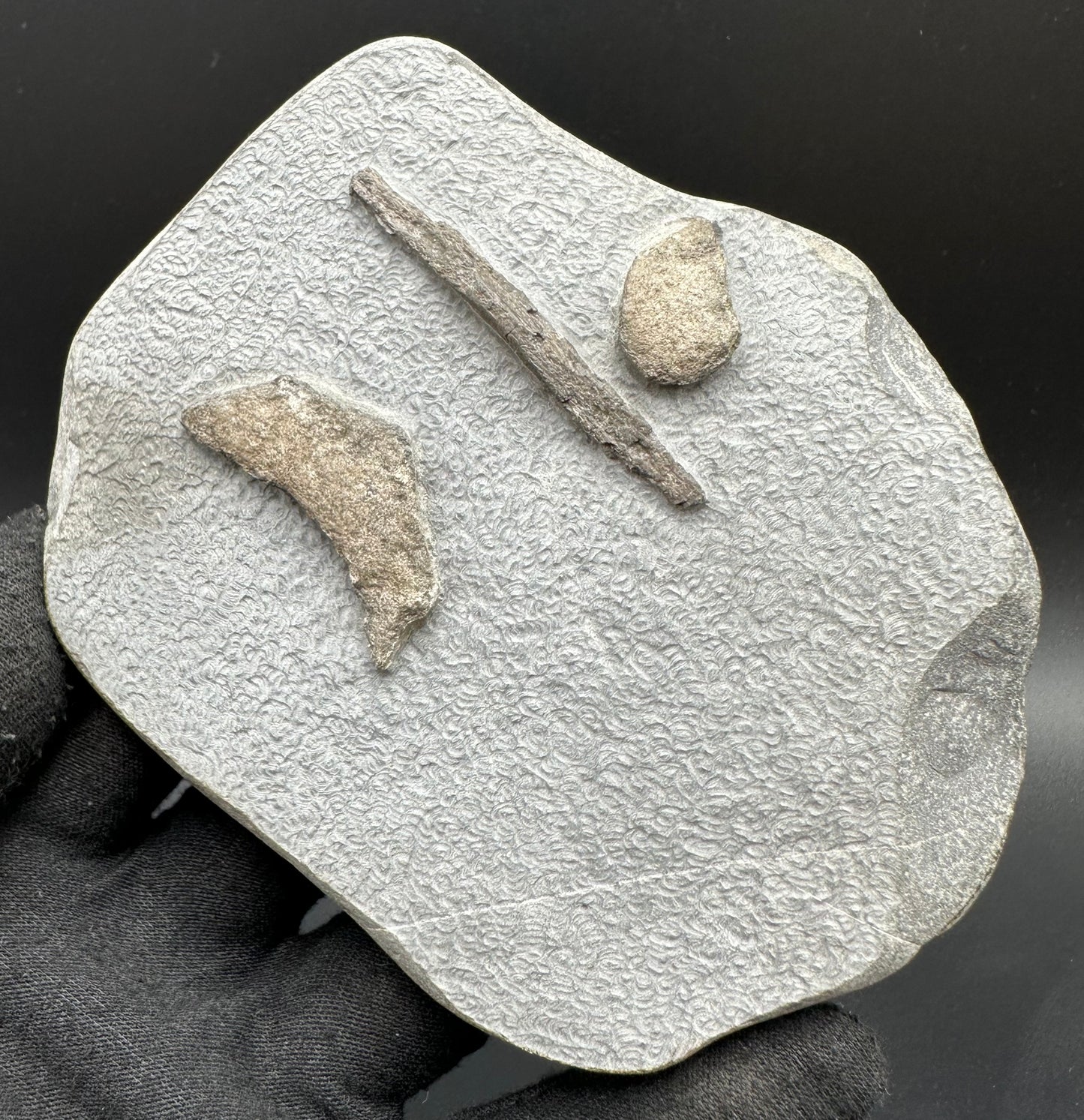 Gyrosteus Fish Bone fossil - Whitby, North Yorkshire, Jurassic Coast, Yorkshire Fossils