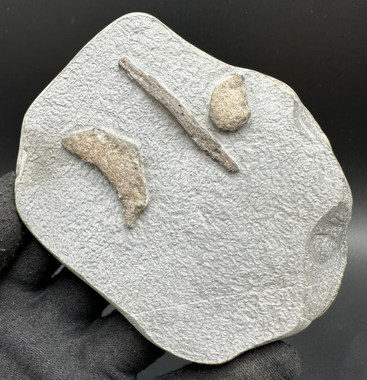 Gyrosteus Fish Bone fossil - Whitby, North Yorkshire, Jurassic Coast, Yorkshire Fossils