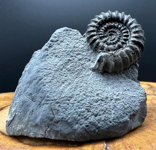 Gagaticeras Ammonite fossil with box and stand - Whitby, North Yorkshire Jurassic Coast Yorkshire Fossils
