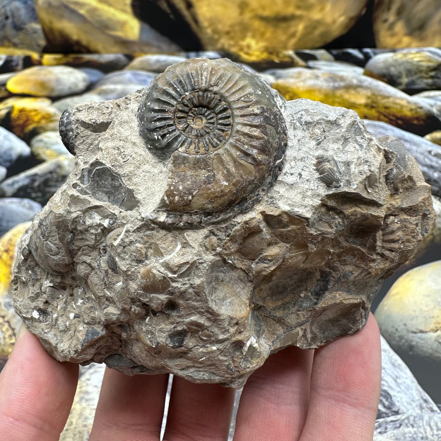 Amaltheus subnodosus ammonite fossil - Whitby, North Yorkshire