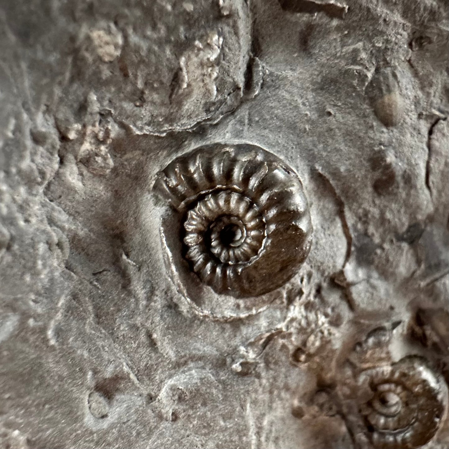 Gagaticeras Ammonite fossil with box and stand - Whitby, North Yorkshire Jurassic Coast Yorkshire Fossils