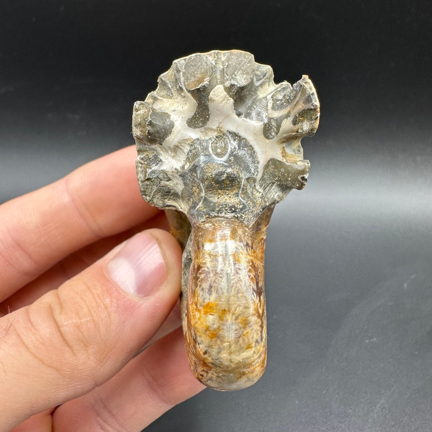 Lytoceras Ammonite Fossil With Box And Stand - Cretaceous Ammonite Madagascar