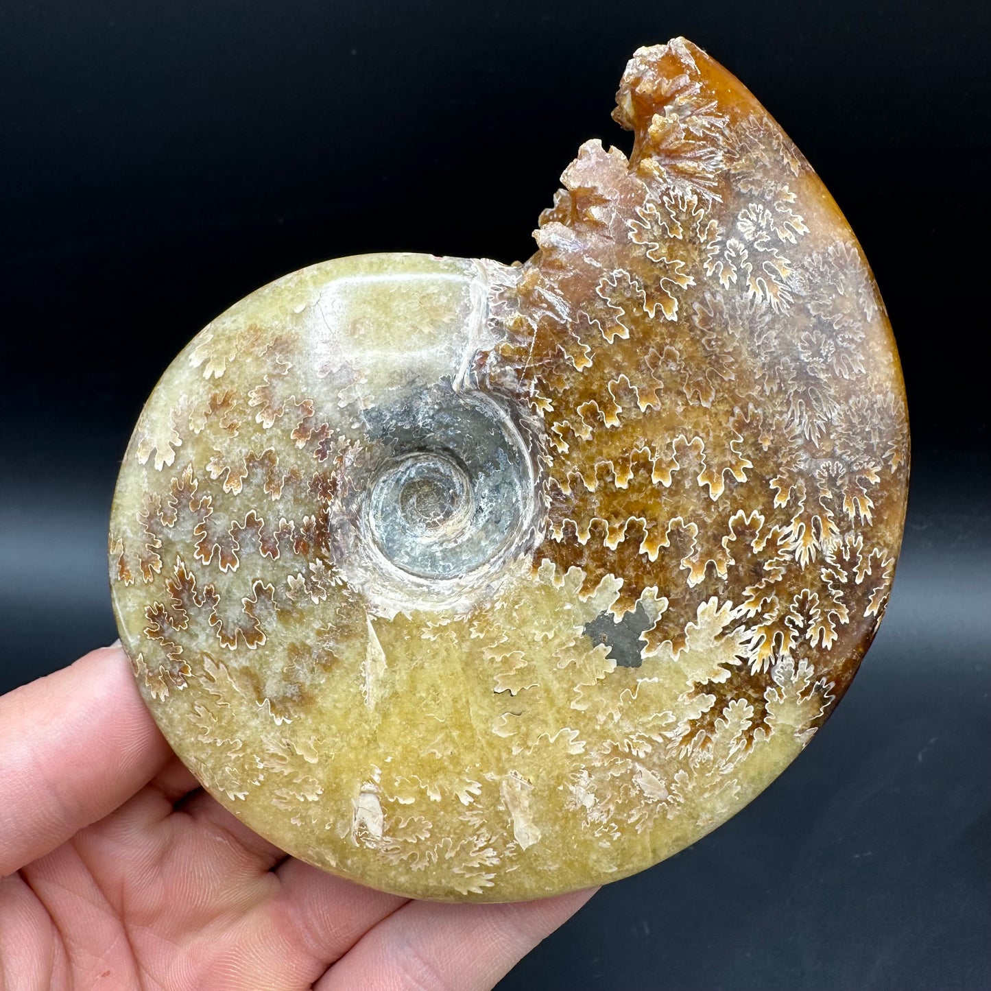 Cleoniceras Ammonite Fossil With Box And Stand - Cretaceous Ammonite Madagascar