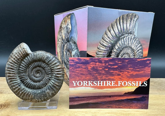 Dactylioceras Ammonite Fossil With box and Stand - Whitby, North Yorkshire Jurassic Coast Yorkshire Fossils