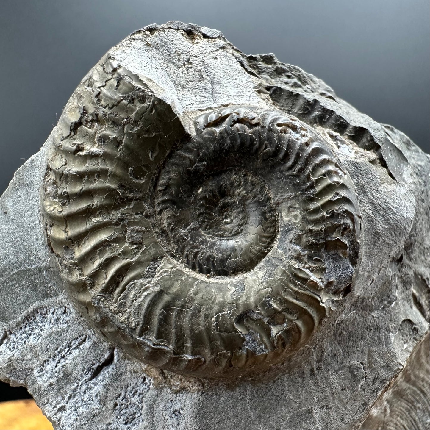 Grammoceras thoaurense Ammonite shell fossil with box and stand - Whitby, North Yorkshire, Yorkshire Fossils from the Jurassic Coast