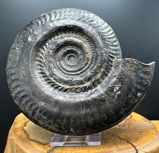 Hildoceras Bifrons Ammonite fossil with stand - Whitby, North Yorkshire Jurassic Coast, Yorkshire Fossils from the Jurassic Coast
