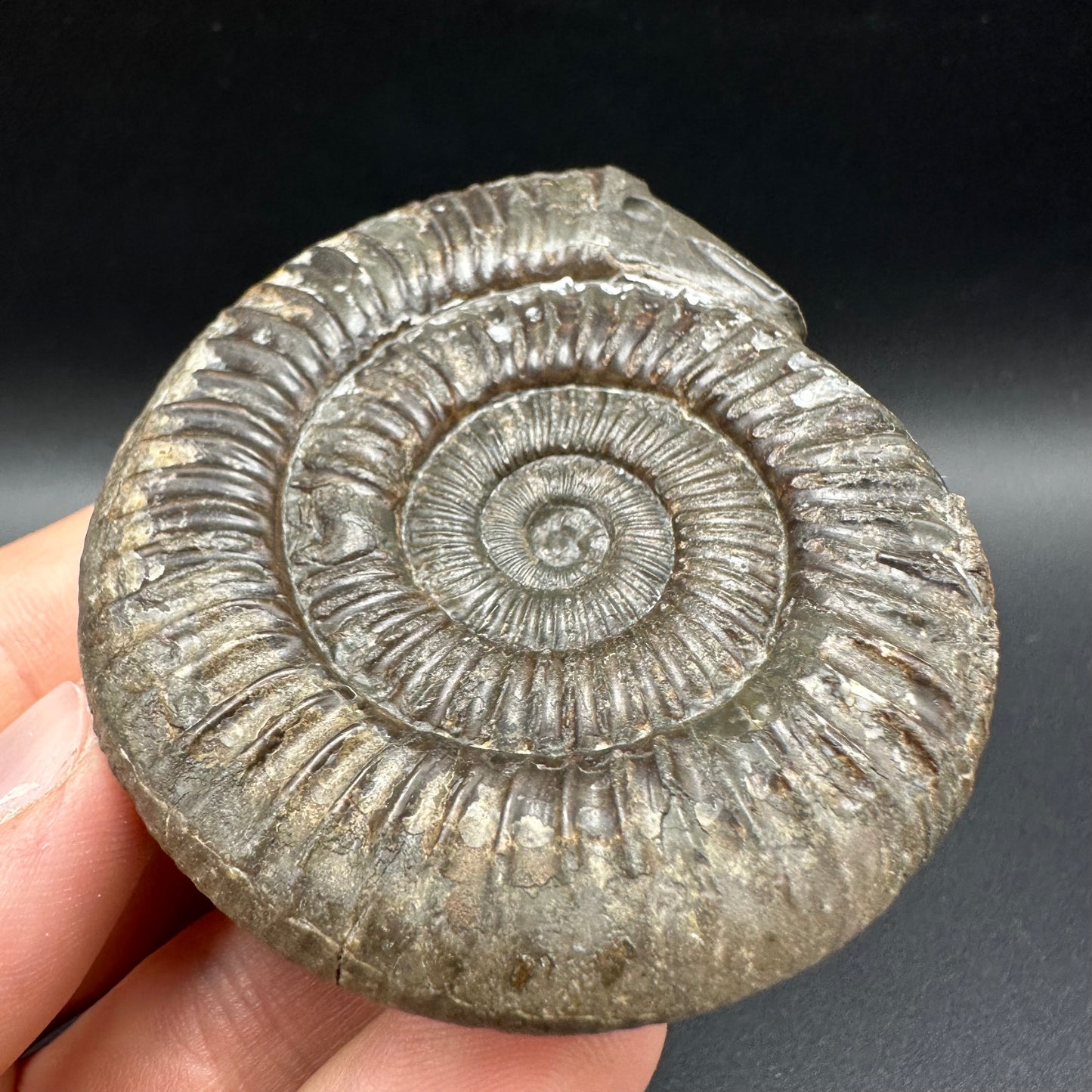 Snakestone Ammonite Fossil With Bag/Box And Stand - Whitby, North Yorkshire Jurassic Coast Yorkshire Fossils