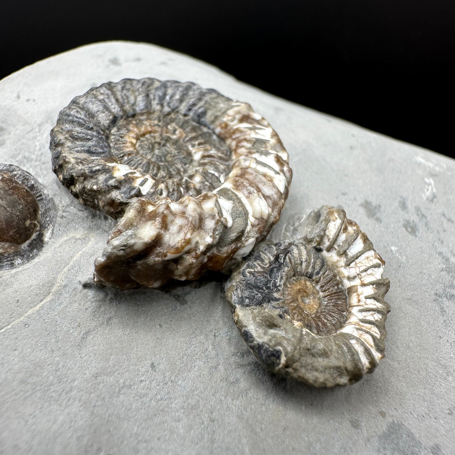 Oistoceras figulinum ammonite fossil / Belemnite Phragmocone with box and stand - Whitby, North Yorkshire Jurassic Coast Yorkshire Fossils