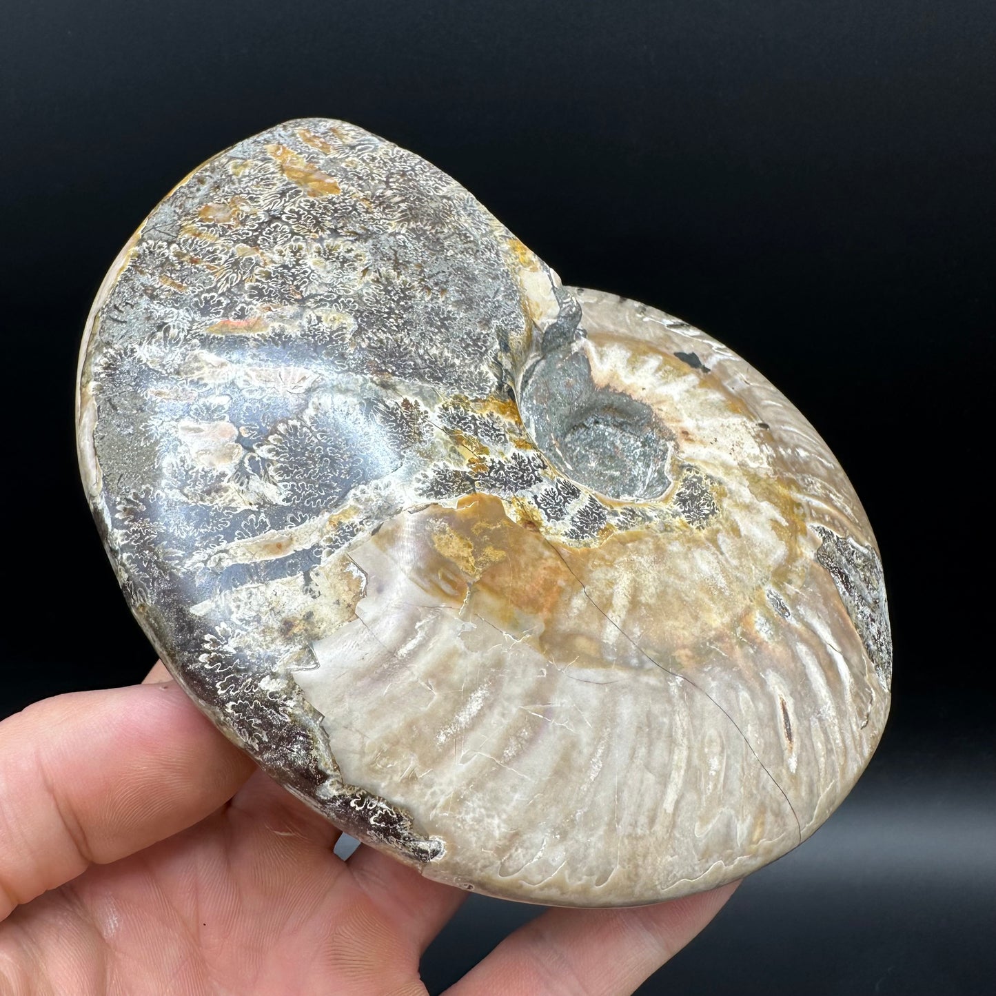 Cleoniceras Ammonite Fossil With Stand - Cretaceous Ammonite Madagascar