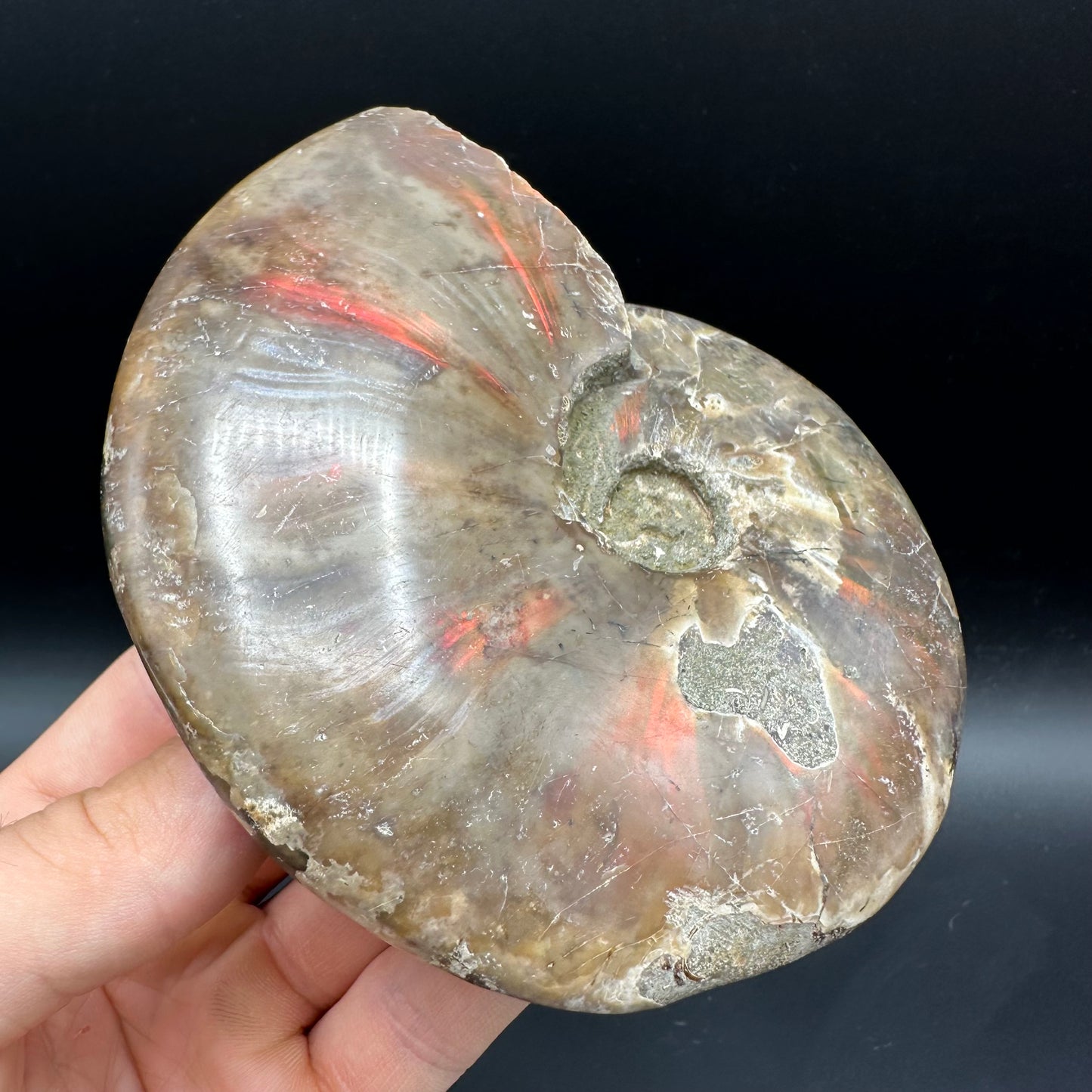Cleoniceras Ammonite Fossil With Box And Stand - Cretaceous Ammonite Madagascar