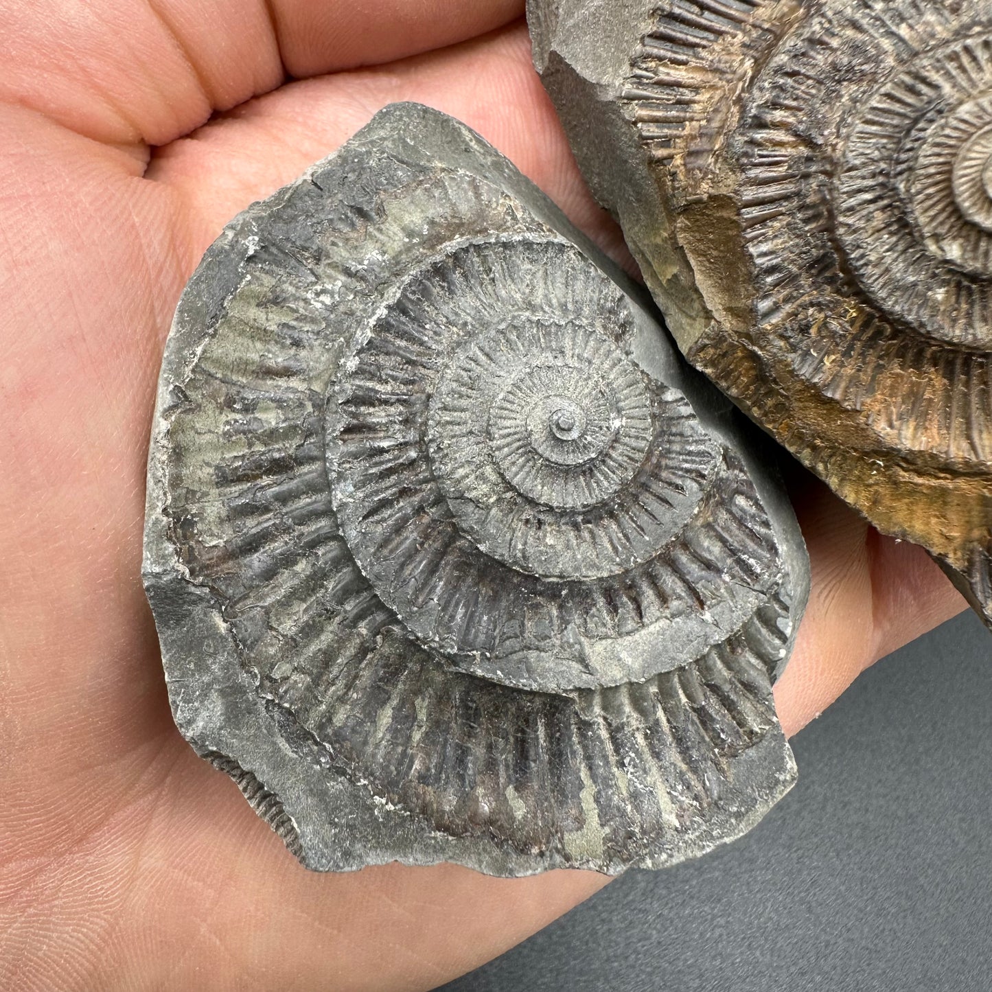 Dactylioceras imprint (negative) bundle ammonite shell fossil with box - Whitby, North Yorkshire, Yorkshire Fossils
