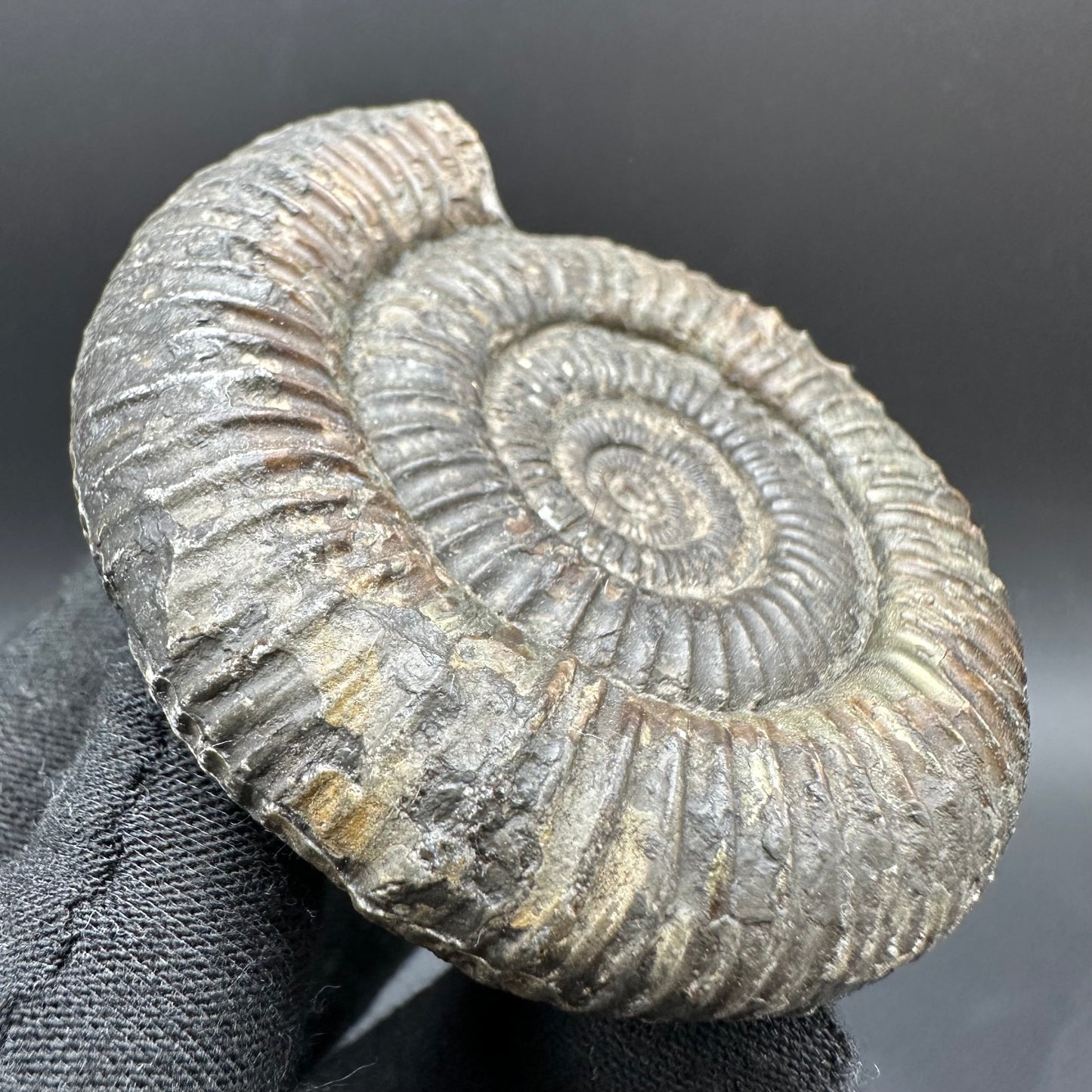 Dactylioceras Ammonite Fossil With Box And Stand - Whitby, North Yorkshire Jurassic Coast Yorkshire Fossils