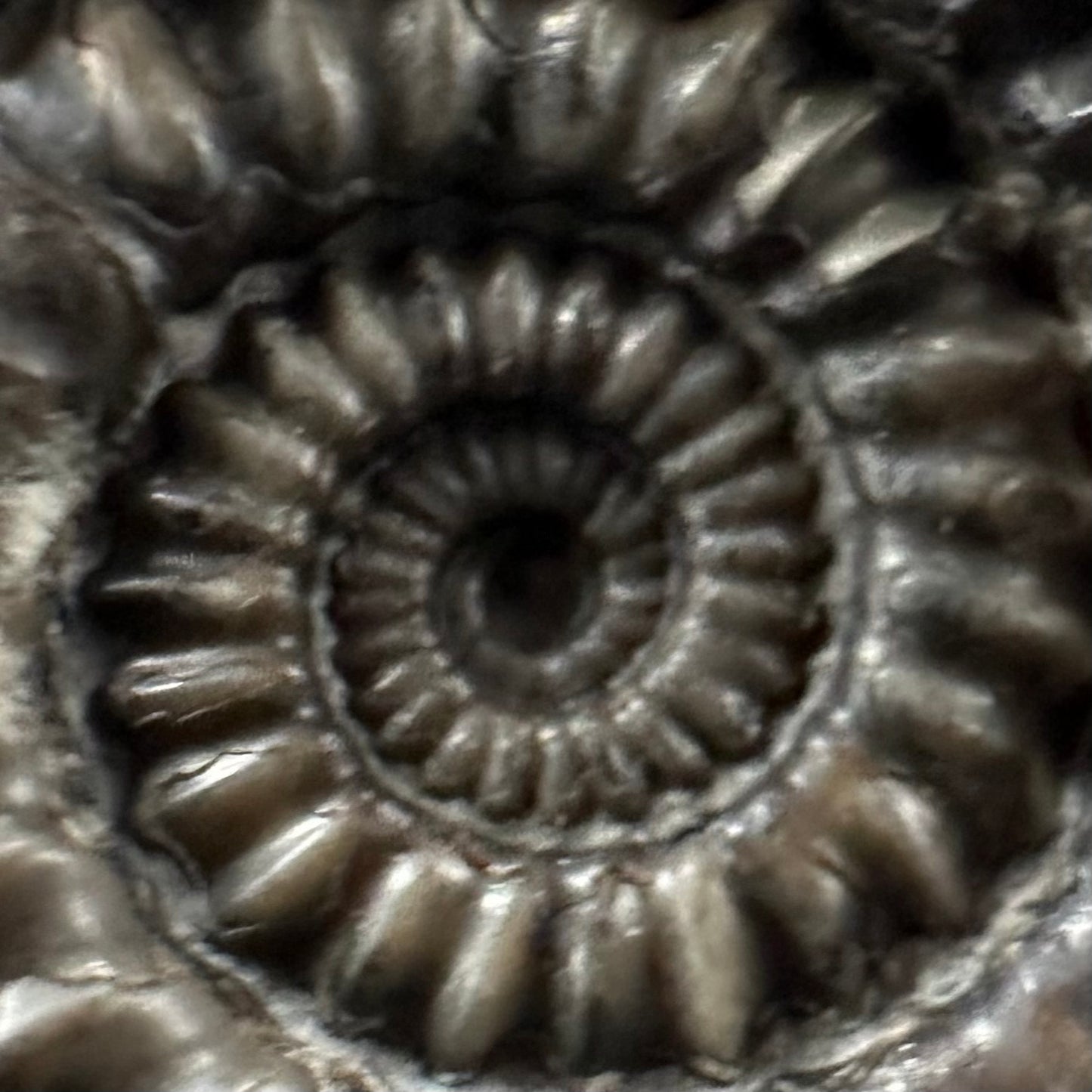 Gagaticeras Ammonite fossil with box and stand - Whitby, North Yorkshire Jurassic Coast Yorkshire Fossils