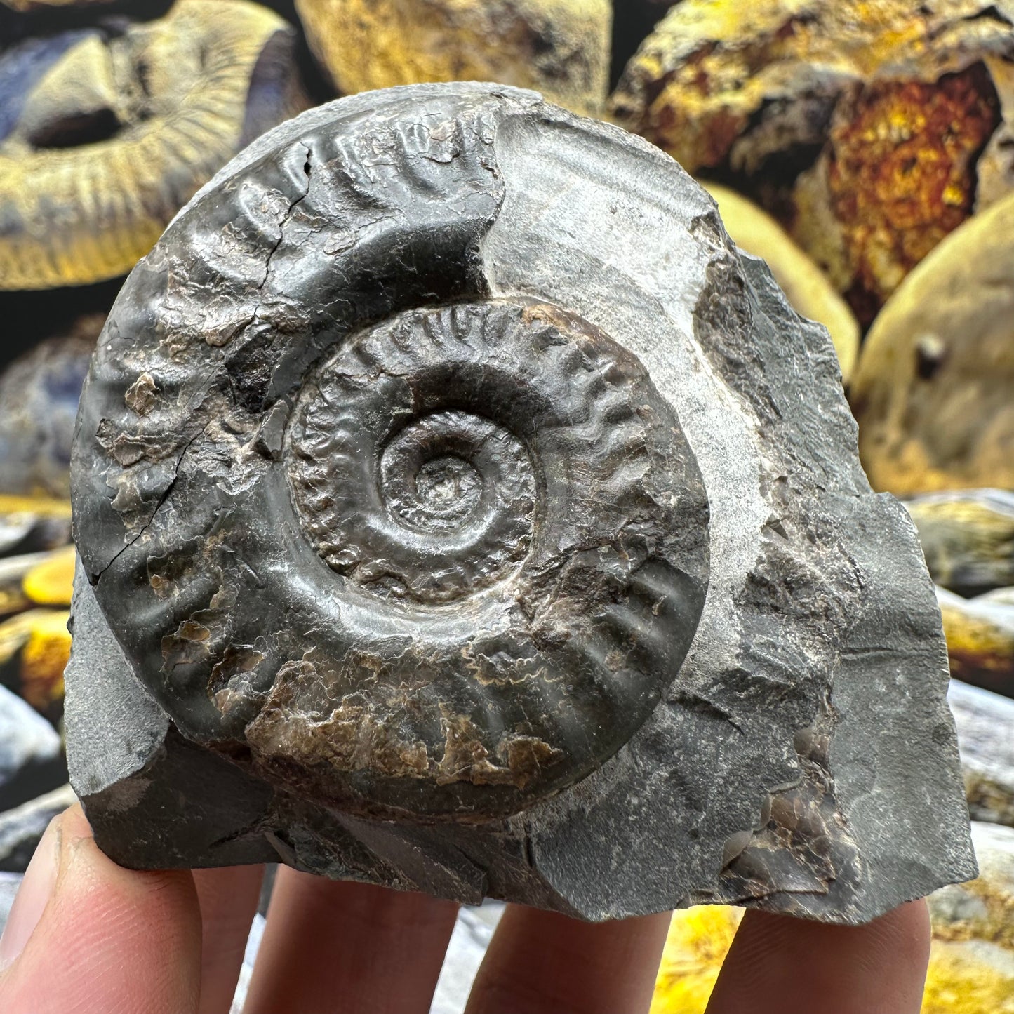 Hildoceras lusitanicum ammonite fossil - Whitby, North Yorkshire, Jurassic Coast, Yorkshire Fossils