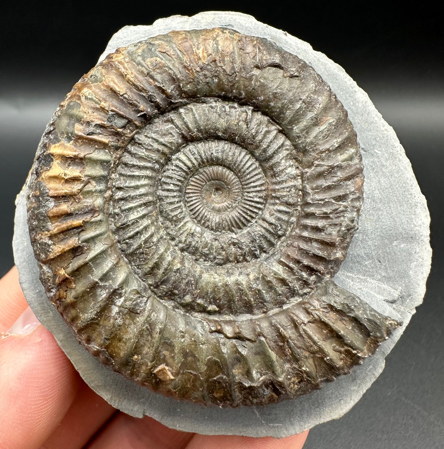 Dactylioceras Ammonite Fossil With Box And Stand - Whitby, North Yorkshire Jurassic Coast Yorkshire Fossils