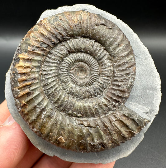 Dactylioceras Ammonite Fossil With Box And Stand - Whitby, North Yorkshire Jurassic Coast Yorkshire Fossils
