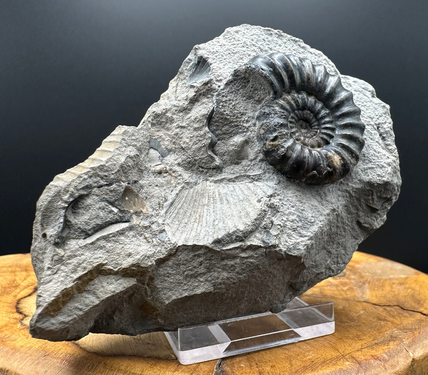 Androgynoceras maculatum ammonite fossil with box and stand - Whitby, North Yorkshire Jurassic Coast Yorkshire Fossils