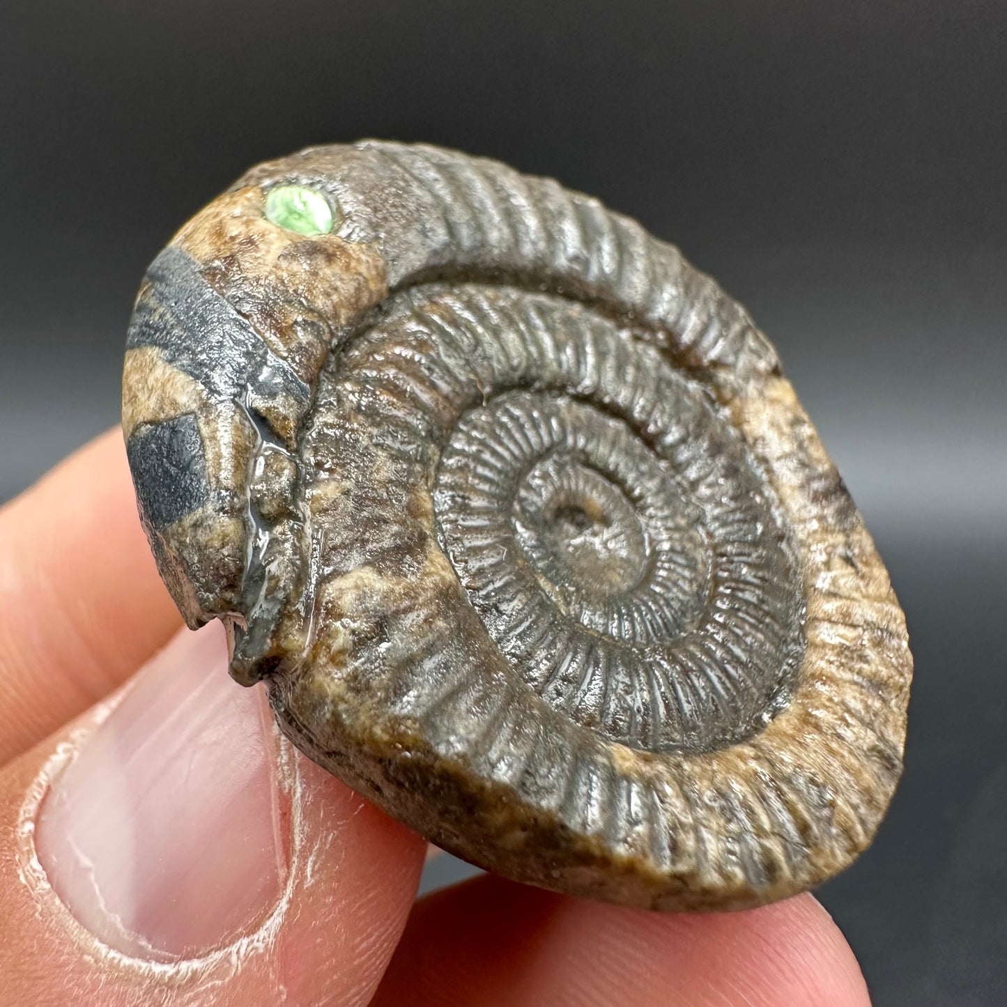 Snakestone Ammonite Fossil With Bag/Box And Stand - Whitby, North Yorkshire Jurassic Coast Yorkshire Fossils