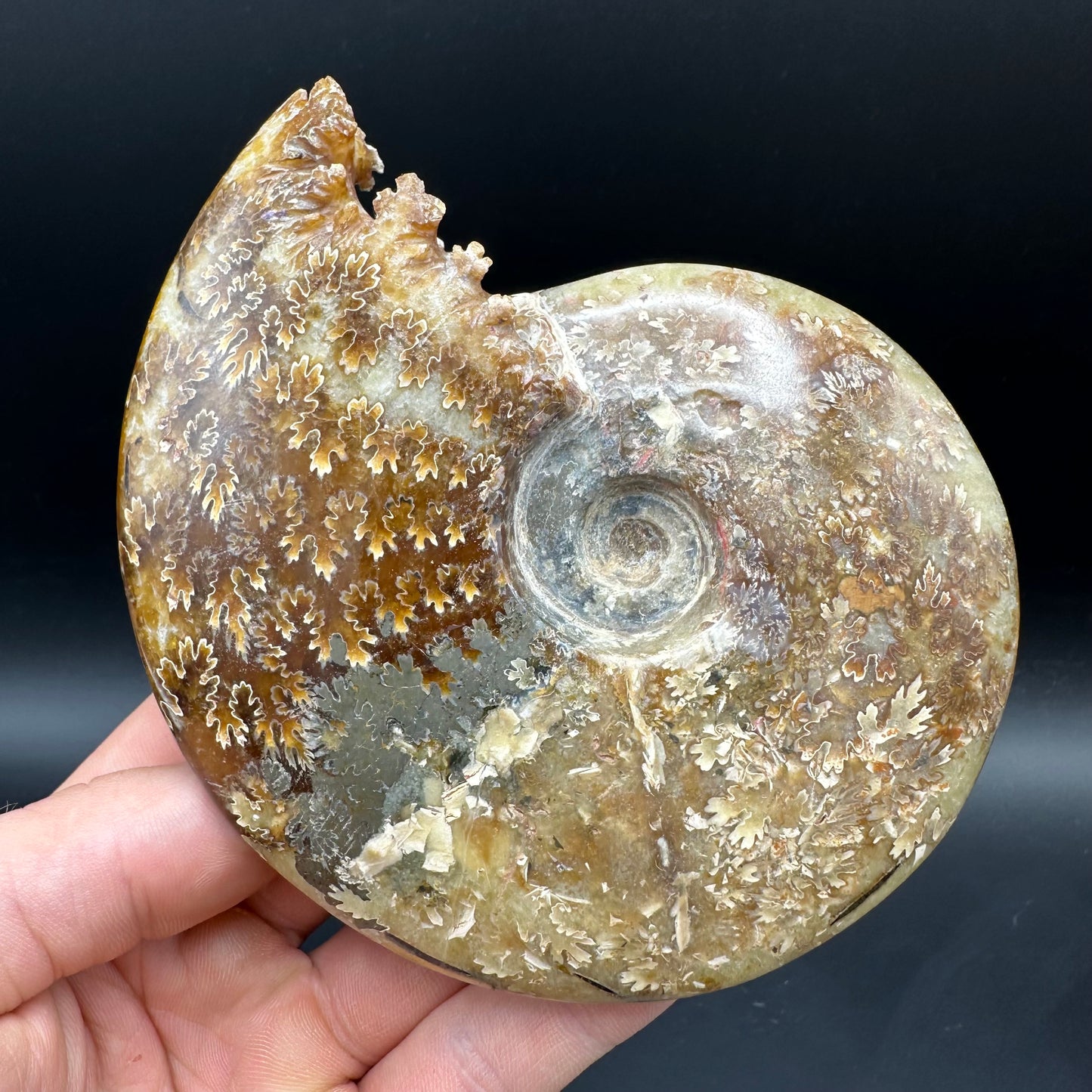 Cleoniceras Ammonite Fossil With Box And Stand - Cretaceous Ammonite Madagascar